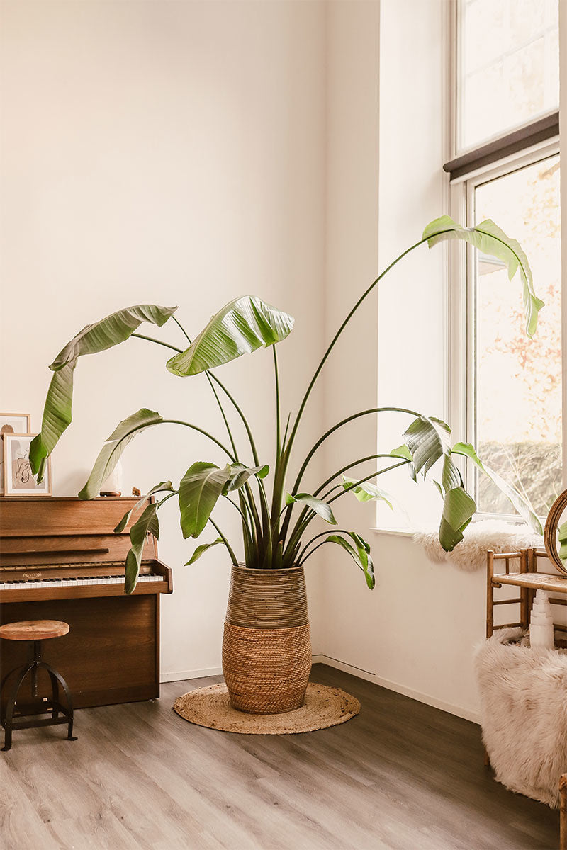 Plantenmand Yke - Bamboe - Bloempot