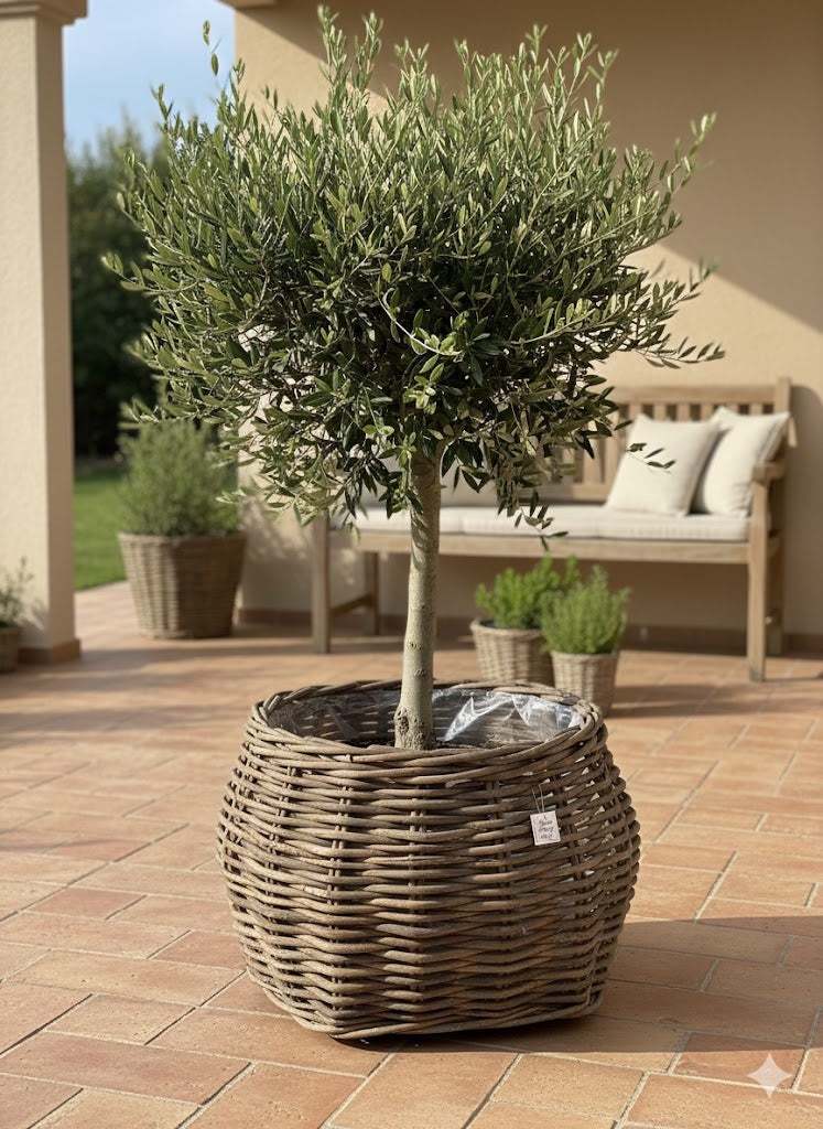 Grote XXL Plantenmanden